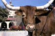 Texas