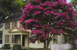 Virginia