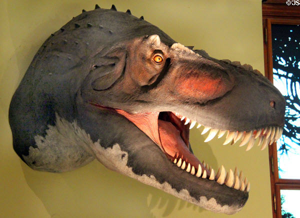 Dinosaur head model at Museum of Natural History. Vienna, Austria.