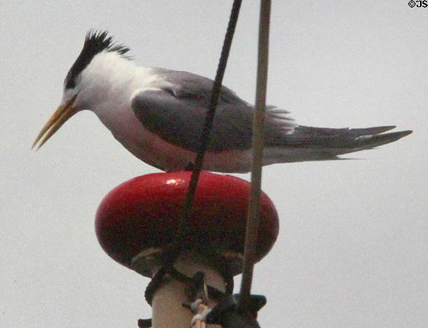 Fairy Tern bird perched on a ship mast. Sydney, Australia.