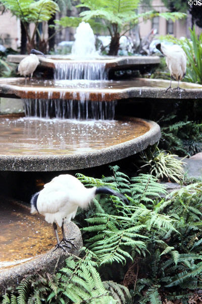 Wild Australian White Ibises perch on fountains in a Sydney city park. Sydney, Australia.