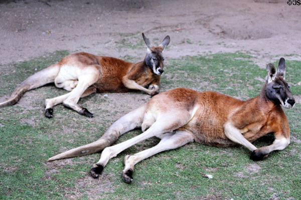 Pair of reclining red kangaroos flex their muscles in Melbourne Zoo. Melbourne, Australia.