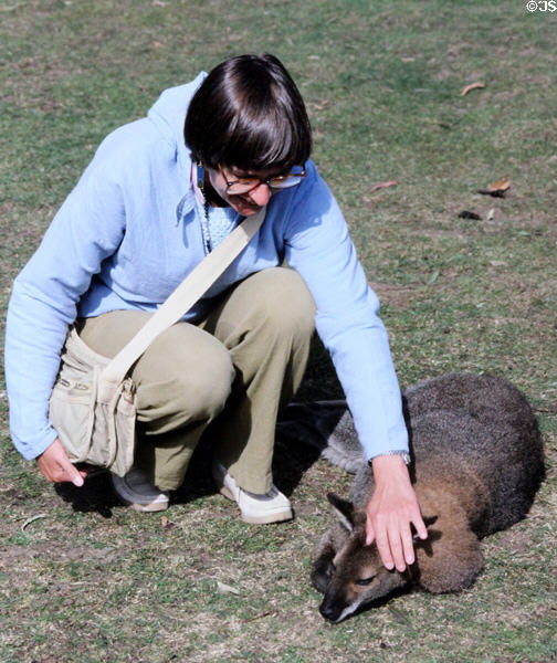Petting kangaroo at Melbourne Zoo. Melbourne, Australia.