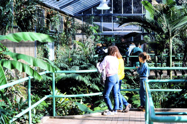 Tropical vegetation in Melbourne Zoo Butterfly House. Melbourne, Australia.