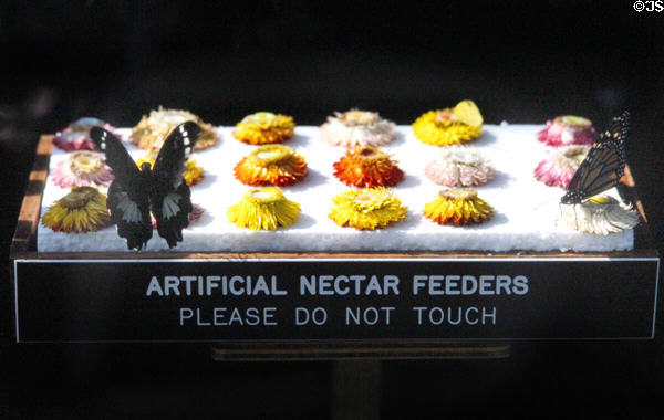 Butterflies feed on a nectar feeder in Melbourne Zoo Butterfly House. Melbourne, Australia.