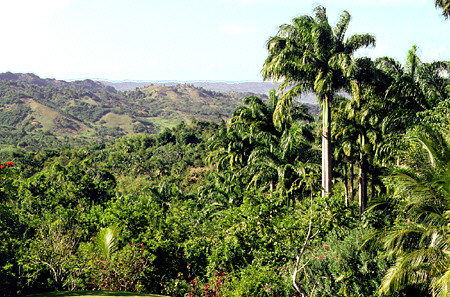 The Flower Forest, a privately run garden attraction set in the central hills of Barbados.