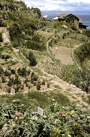 Botanical collection on Sun Island. Bolivia.