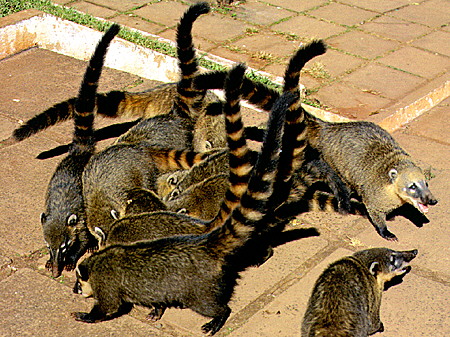 Coatimundi vie for tourist handouts, Iguaçu Falls. Brazil.