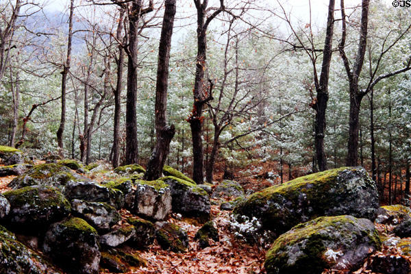 Rock strewn forest on climb to Takstang, Tiger's Nest, in Paro. Bhutan.