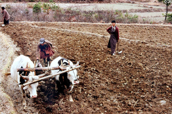 Two oxen pull a plow in Paro. Bhutan.