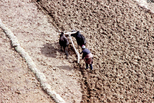 A farmer follows behind two oxen in nearly plowed field in Paro. Bhutan.