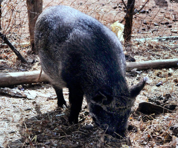 Pig rooting through dirt in Paro. Bhutan.