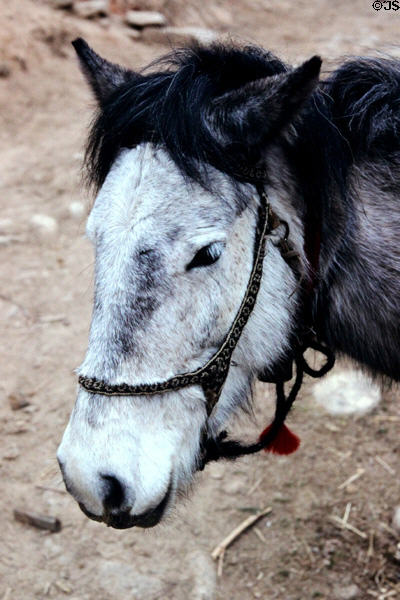 Typical Bhutanese horse in Paro. Bhutan.