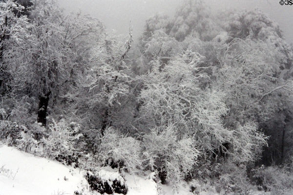 Snow covered trees along Dochu La Pass. Bhutan.