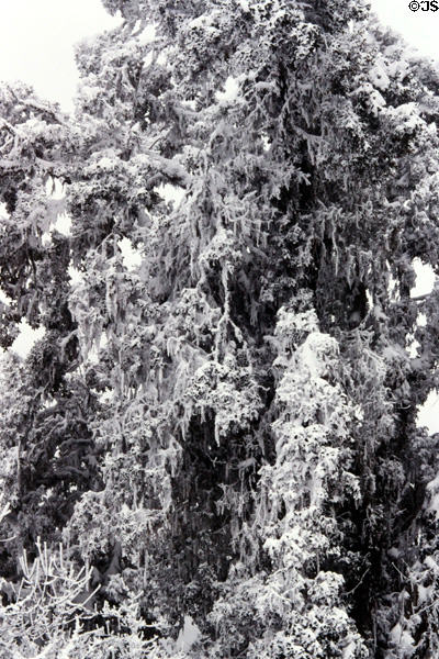 Mossy tree covered in snow along Dochu La Pass. Bhutan.