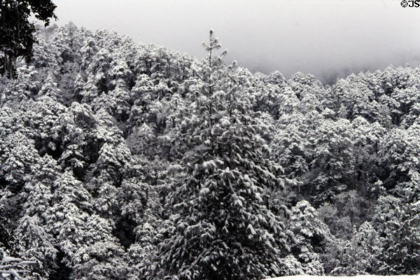 Snow covered forest seen from Dochu La Pass. Bhutan.