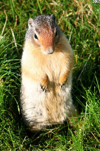 Columbia ground squirrel (<i>Citellus columbianus</i>) at Glacier National Park. BC.