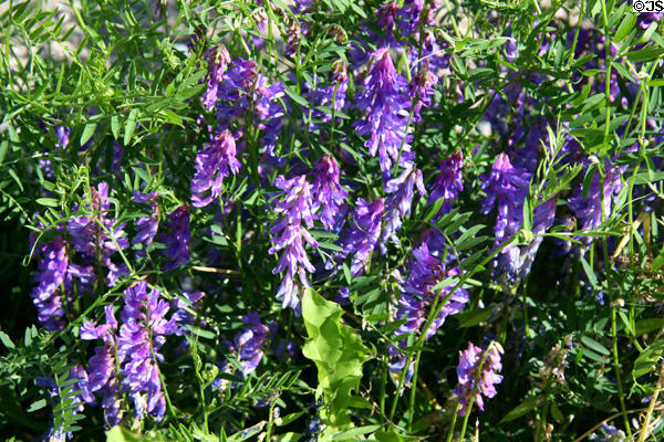Wildflowers in Glacier National Park. BC.