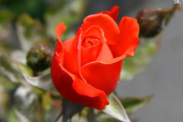 Red rose at Stanley Park Rose Garden. Vancouver, BC.