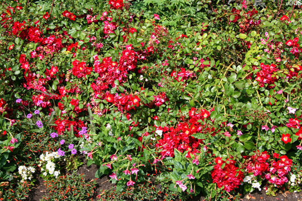 Stanley Park Rose Garden. Vancouver, BC.