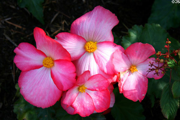 Flowers at Stanley Park Rose Garden. Vancouver, BC.