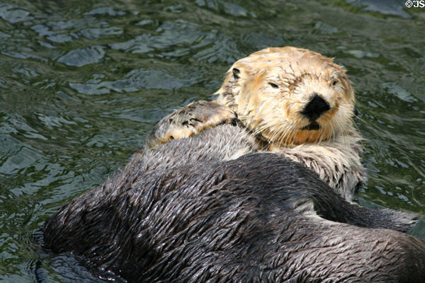 Sea otter (<i>Enhydra lutris</i>) at Stanley Park Aquarium. Vancouver, BC.