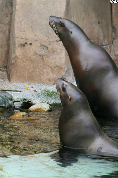 Steller sea lions (<i>Eumetopias jubatus</i>) at Stanley Park Aquarium. Vancouver, BC.