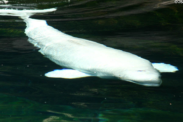 Beluga whale at Stanley Park Aquarium. Vancouver, BC.