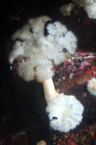 Giant plumose anemone (<i>Metridium giganteum</i>) at Stanley Park Aquarium. Vancouver, BC.