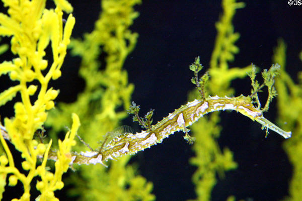 Ribboned Seadragon (<i>Hallichthys taeniophorus</i>) at Stanley Park Aquarium. Vancouver, BC.