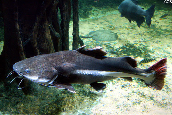 Redtail catfish at Stanley Park Aquarium. Vancouver, BC.