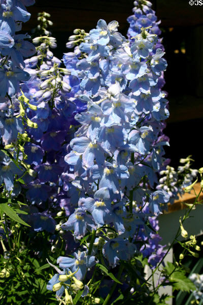 Flowers at Campobello. NB.