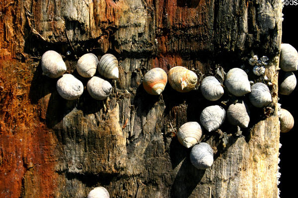 Mollusks cling to dock piling. NB.