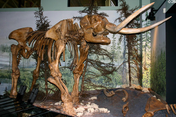 American Mastodon skeleton at New Brunswick Museum. Saint John, NB.
