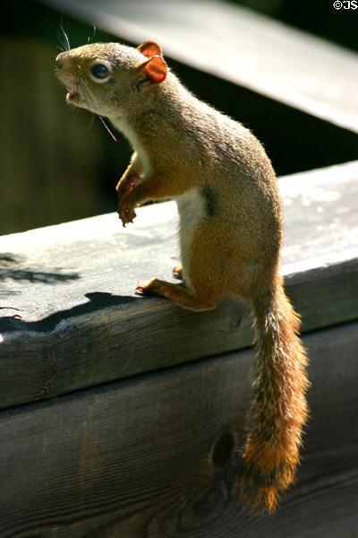 Squirrel at Kouchibouguac National Park. NB.