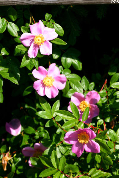 Wild roses at Kouchibouguac National Park. NB.