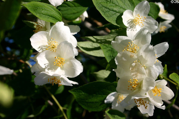 Mock orange flowers. Charlottetown, PE.