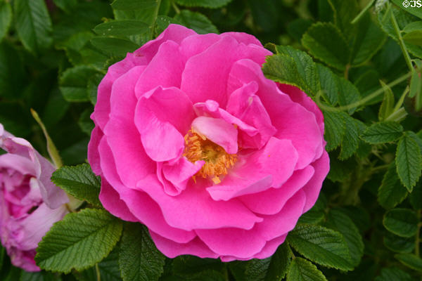 Rose at Yeo House. PE.