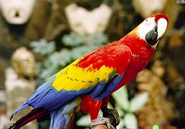 Scarlet macaw at the Don Carlos Hotel in San José. Costa Rica.
