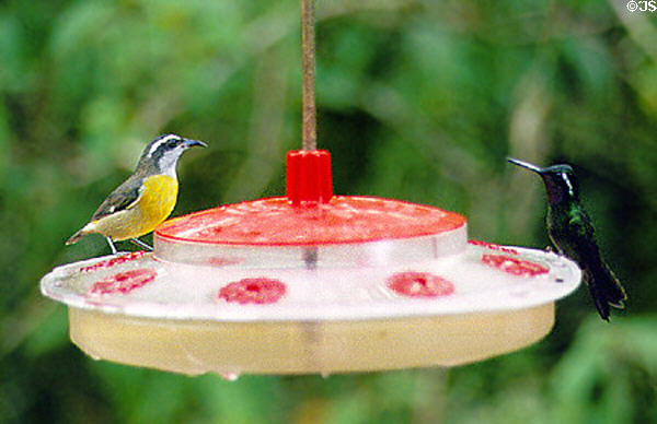 Banana Quit (left) and a Purple-throated Mountain Gem hummingbird in Monteverde. Costa Rica.