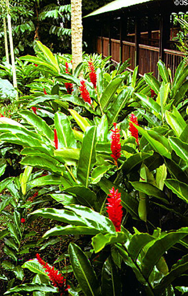 Flowers at lodge at Selva Verde. Costa Rica.