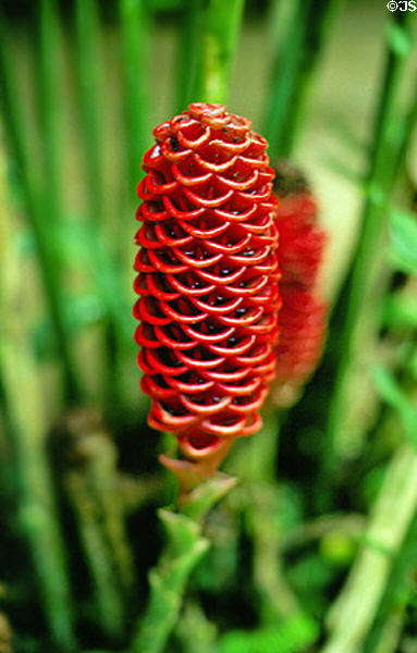 Flora at Selva Verde. Costa Rica.