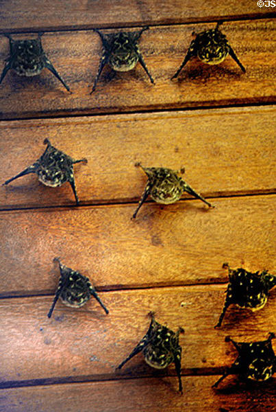 White Lined Bats rest Selva Verde. Costa Rica.