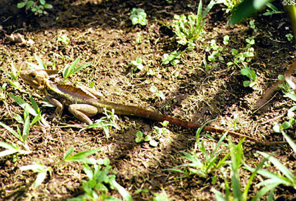 Lizard blends in with the forest floor in Tortuguero. Costa Rica.
