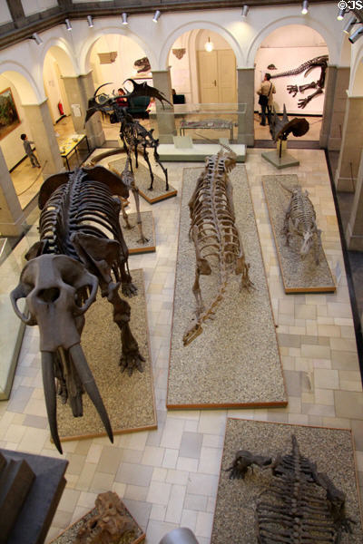 Gallery of Munich Paleontology Museum. Munich, Germany.
