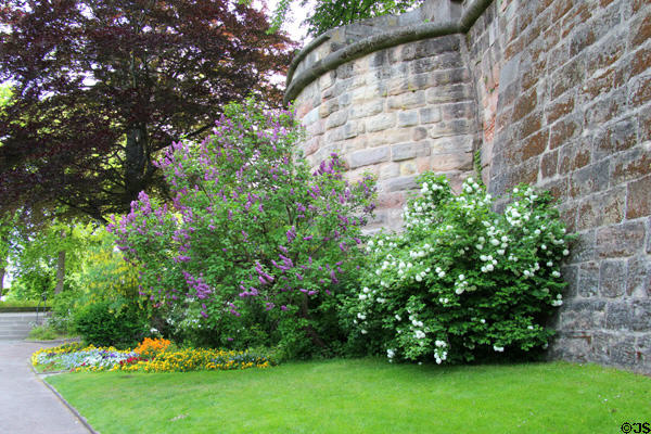 Flowers in city wall garden. Nuremberg, Germany.