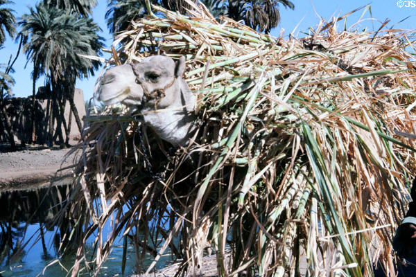 Camel with a load of sugar cane. Egypt.