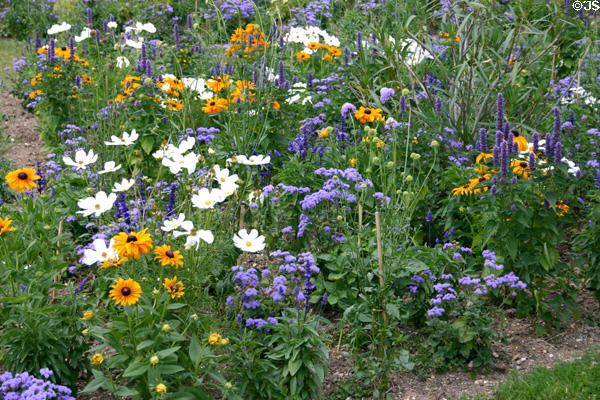 Flowers in garden of Vaux-le-Vicomte chateau. Melun, France.