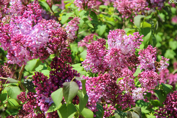 Lilacs in garden of Rodin Museum. Paris, France.