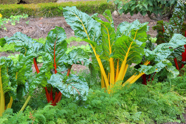 Swiss chard in garden at Marie Antoinette farm. Versailles, France.